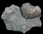Platystrophia Brachiopod Fossil From Kentucky #35119-1